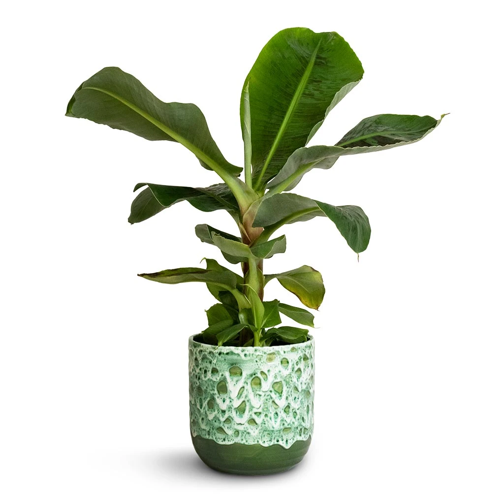 Ocean Glaze Plant Pot - Emerald 10 Ocean Glaze Plant Pot - Emerald - Image 8