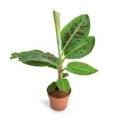 Musa Dwarf Cavendish - Banana Plant -Plant Promotion Store Musa Dwarf Cavendish Banana Plant 17x60cm 2