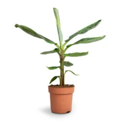 Musa Dwarf Cavendish - Banana Plant -Plant Promotion Store Musa Dwarf Cavendish Banana Plant 17x60cm