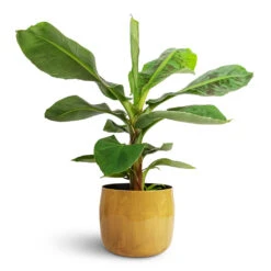 Musa Dwarf Cavendish - Banana Plant -Plant Promotion Store Musa Dwarf Cavendish Banana Plant 17x60cm Babet Plant Pot Camel 21x18cm