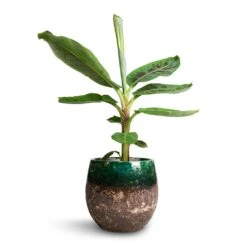 Lindy Plant Pot - Black Green 35 Lindy Plant Pot - Black Green -Plant Promotion Store Musa Dwarf Cavendish Banana Plant 17x60cm Lindy Plant Pot Black Green 23x20cm 2b6dc9c7 ee31 433a 8426 67d83d693d61