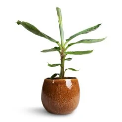 Musa Dwarf Cavendish - Banana Plant -Plant Promotion Store Musa Dwarf Cavendish Banana Plant 17x60cm Mischa Plant Pot Caramel 24x22cm