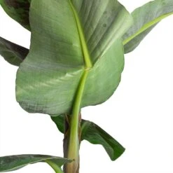 Musa Dwarf Cavendish - Banana Plant -Plant Promotion Store Musa Dwarf Cavendish Banana Plant Folded Leaf