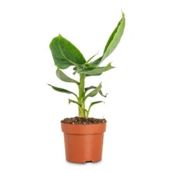 Musa Tropicana - Super Dwarf Cavendish Banana Plant -Plant Promotion Store Musa Tropicana 12x30cm