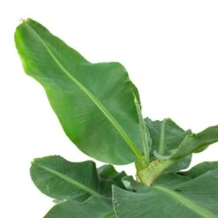 Musa Tropicana - Super Dwarf Cavendish Banana Plant -Plant Promotion Store Musa Tropicana Super Dwarf Cavendish Banana Plant Leaves