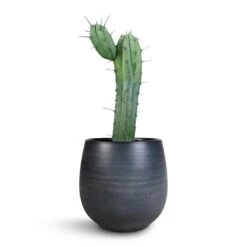 Myrtillocactus Geometrizans - Blue Myrtle Cactus 13 Myrtillocactus Geometrizans - Blue Myrtle Cactus -Plant Promotion Store Myrtillocactus Geometrizans Blue Myrtle Cactus Esra Plant Pot Graphite 22x20cm