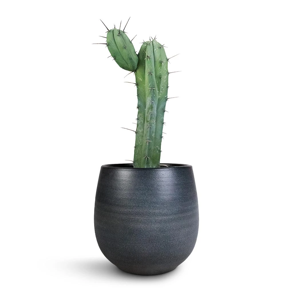 Esra Plant Pot - Graphite 8 Esra Plant Pot - Graphite - Image 6