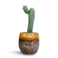 Lindy Plant Pot - Ochre 33 Lindy Plant Pot - Ochre -Plant Promotion Store Myrtillocactus Geometrizans Blue Myrtle Cactus Lindy Plant Pot Ochre 23x20cm 3110c197 69a7 46c5 ac4e 4f3dee118d6e