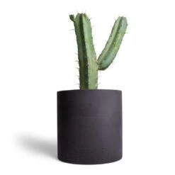 Myrtillocactus Geometrizans - Blue Myrtle Cactus 14 Myrtillocactus Geometrizans - Blue Myrtle Cactus -Plant Promotion Store Myrtillocactus geometrizans Blue Myrtle Cactus 17x50cm Puk Plant Pot Black Washed 25x25cm