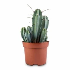 Myrtillocactus Geometrizans - Blue Myrtle Cactus 16 Myrtillocactus Geometrizans - Blue Myrtle Cactus -Plant Promotion Store Myrtillocactus geometrizans Blue Myrtle Cactus