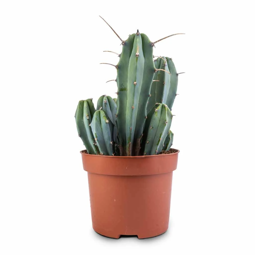 Myrtillocactus Geometrizans - Blue Myrtle Cactus 9 Myrtillocactus Geometrizans - Blue Myrtle Cactus - Image 7