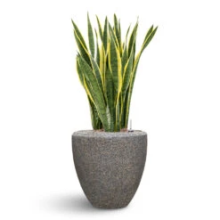 Naturescast Couple Planter - Grey 11 Naturescast Couple Planter - Grey -Plant Promotion Store Naturescast Couple Planter Grey Sanseveria