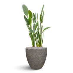 Naturescast Couple Planter - Grey 12 Naturescast Couple Planter - Grey -Plant Promotion Store Naturescast Couple Planter Grey Stelitzia