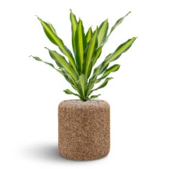 Naturescast Cylinder Planter - Natural -Plant Promotion Store Naturescast Cylinder Planter Burley