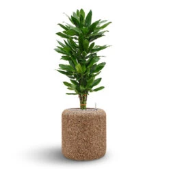 Naturescast Cylinder Planter - Natural -Plant Promotion Store Naturescast Cylinder Planter Cinthro