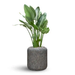 Naturescast Cylinder Planter - Grey -Plant Promotion Store Naturescast Cylinder Planter Strelitzia