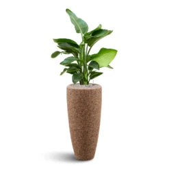 Naturescast Partner Planter - Natural 8 Naturescast Partner Planter - Natural -Plant Promotion Store Naturescast Partner Planter strelitzia