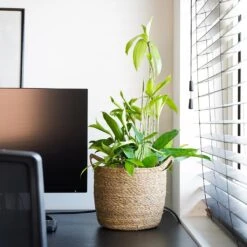 Nelis Plant Basket - Natural 34 Nelis Plant Basket - Natural -Plant Promotion Store Nelis Plant Basket Natural