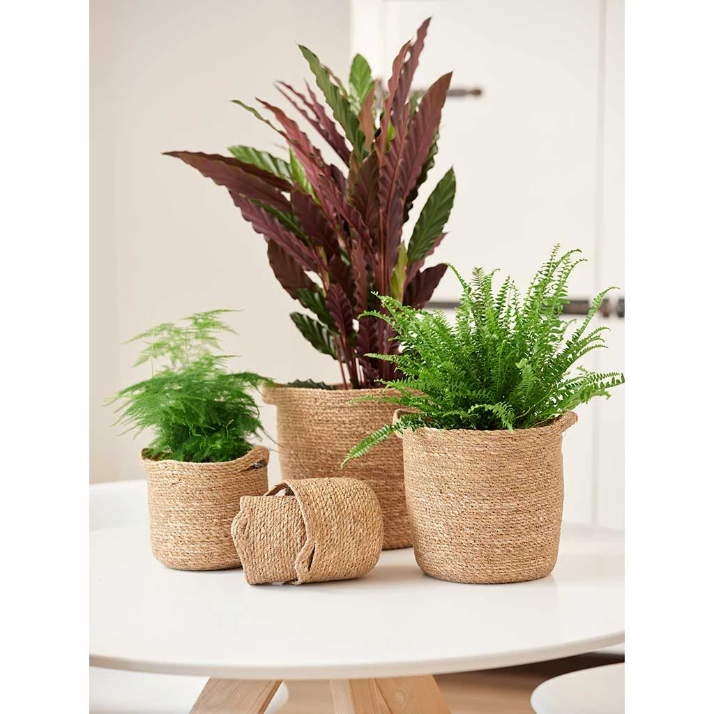 Nelis Plant Basket - Natural 18 Nelis Plant Basket - Natural - Image 16