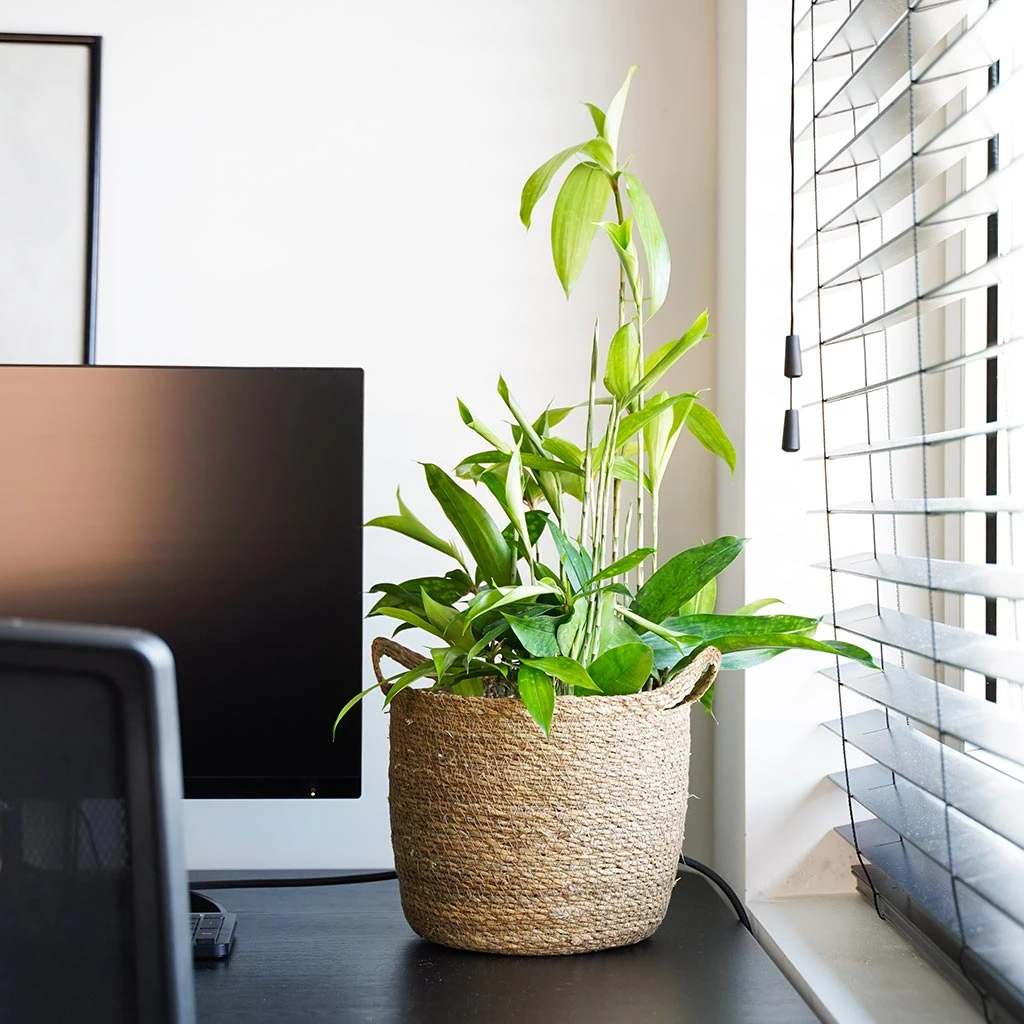 Nelis Plant Basket - Natural 16 Nelis Plant Basket - Natural - Image 14