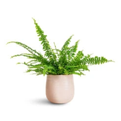 Celeste Plant Pot - Dusky Pink -Plant Promotion Store Nephrolepis exaltata Bostoniensis 12x30cm Celeste Pot Dusky Pink 15x14cm