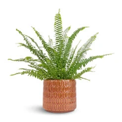 Nephrolepis Exaltata Bostoniensis - Boston Fern 30 Nephrolepis Exaltata Bostoniensis - Boston Fern -Plant Promotion Store Nephrolepis exaltata Bostoniensis Boston Fern 12x30cm Flor Plant Pot Orange 17x15cm
