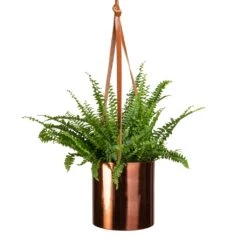 Nephrolepis Exaltata Bostoniensis - Boston Fern 37 Nephrolepis Exaltata Bostoniensis - Boston Fern -Plant Promotion Store Nephrolepis exaltata Bostoniensis Boston Fern 12x30cm Floro Hanging Plant Pot Copper 15x15cm 094f911e fd2a 4f09 865b c99959fc1f2f
