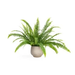 Nephrolepis Exaltata Bostoniensis - Boston Fern 29 Nephrolepis Exaltata Bostoniensis - Boston Fern -Plant Promotion Store Nephrolepis exaltata Bostoniensis Boston Fern 12x30cm Mini Pixie Plant Pot Grey Washed 18x15cm