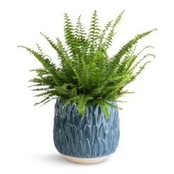 Nephrolepis Exaltata Bostoniensis - Boston Fern 39 Nephrolepis Exaltata Bostoniensis - Boston Fern -Plant Promotion Store Nephrolepis exaltata Bostoniensis Boston Fern 17x40cm Arles Leaf Plant Pot Teal 20x20cm