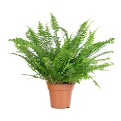 Nephrolepis Exaltata Bostoniensis - Boston Fern 31 Nephrolepis Exaltata Bostoniensis - Boston Fern -Plant Promotion Store Nephrolepis exaltata Bostoniensis Boston Fern 18x40cm