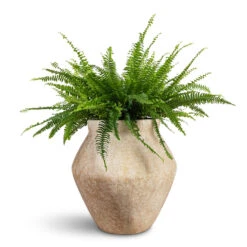 Fleuri Mineral Planter - Travertine 13 Fleuri Mineral Planter - Travertine -Plant Promotion Store Nephrolepis exaltata Bostoniensis Boston Fern 19x50cm Fleuri Mineral Planter Travertine 46x46cm 1