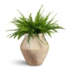 Nephrolepis Exaltata Bostoniensis - Boston Fern 1 Nephrolepis Exaltata Bostoniensis - Boston Fern -Plant Promotion Store Nephrolepis exaltata Bostoniensis Boston Fern 19x50cm Fleuri Mineral Planter Travertine 46x46cm