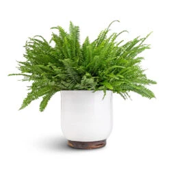 Nephrolepis Exaltata Bostoniensis - Boston Fern 34 Nephrolepis Exaltata Bostoniensis - Boston Fern -Plant Promotion Store Nephrolepis exaltata Bostoniensis Boston Fern 19x50cm Jayla Plant Pot White 27x25cm