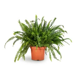Nephrolepis Exaltata Bostoniensis - Boston Fern 36 Nephrolepis Exaltata Bostoniensis - Boston Fern -Plant Promotion Store Nephrolepis exaltata Bostoniensis Boston Fern 26x75cm