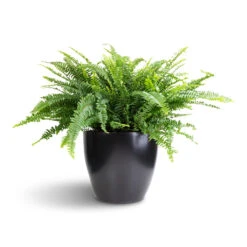 Sven Plant Pot - Black -Plant Promotion Store Nephrolepis exaltata Bostoniensis Boston Fern 26x75cm Sven Plant Pot Black 33x28cm 1 bbd04ea8 28a2 43f6 8973 1573d1d00b7b