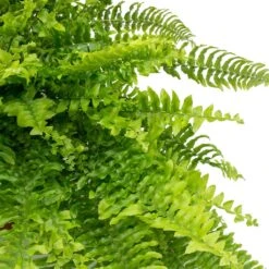Nephrolepis Exaltata Bostoniensis - Boston Fern 24 Nephrolepis Exaltata Bostoniensis - Boston Fern -Plant Promotion Store Nephrolepis exaltata Bostoniensis Boston Fern Leaves