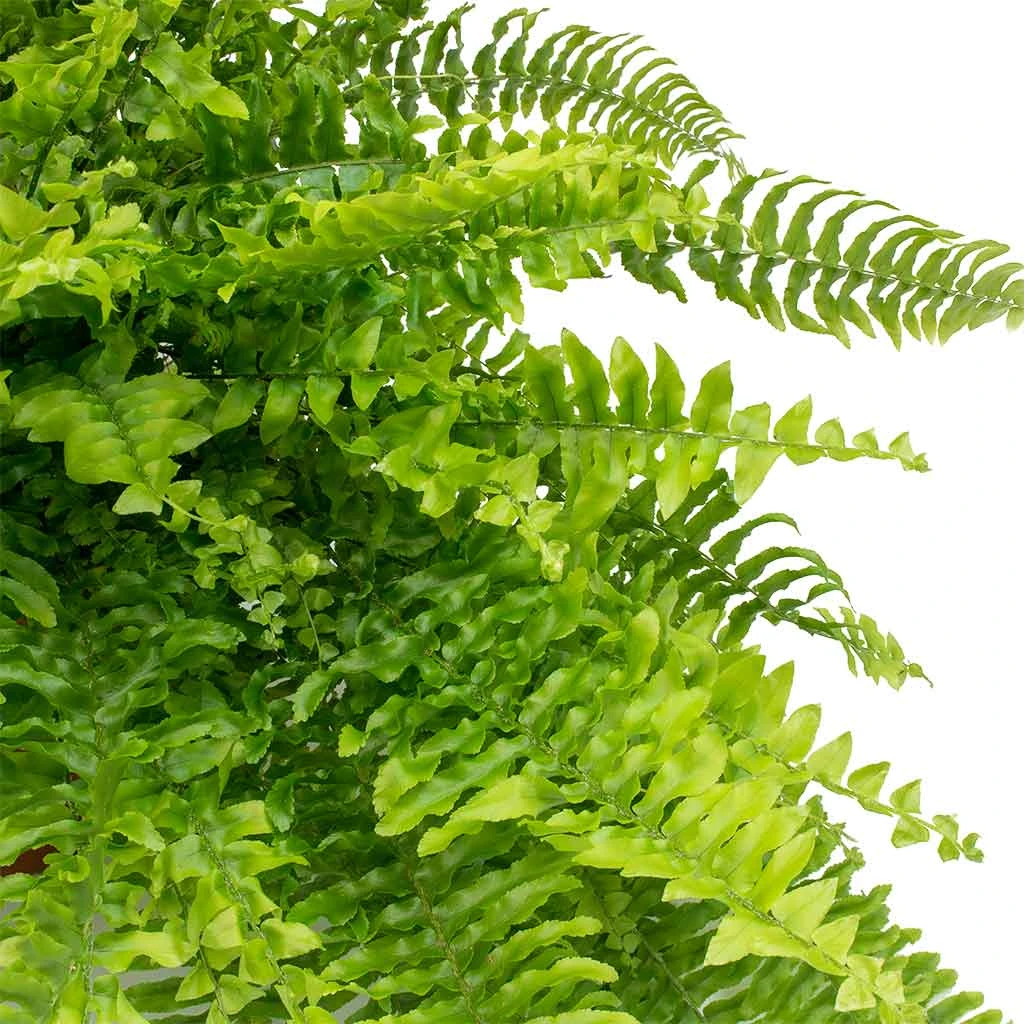 Nephrolepis Exaltata Bostoniensis - Boston Fern 5 Nephrolepis Exaltata Bostoniensis - Boston Fern - Image 3