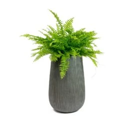 Patt High Ridged Planter - Dark Grey -Plant Promotion Store Nephrolepis exaltata Bostoniensis Boston Fern Patt High Plant Vase Ridged Dark Grey 72426f50 1d8d 409c b712 c400f9c87047