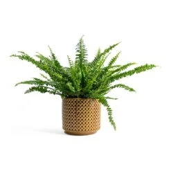 Nephrolepis Exaltata Bostoniensis - Boston Fern 40 Nephrolepis Exaltata Bostoniensis - Boston Fern -Plant Promotion Store Nephrolepis exaltata Bostoniensis Boston Fern Thies Plant Pot Mustard 5c4d2b0b 1611 4b4a a1fd b010cc00fc77