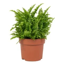Nephrolepis Exaltata Vitale - Compact Sword Fern -Plant Promotion Store Nephrolepis exaltata Vitale Compact Sword Fern 12x20cm