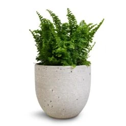 Nephrolepis Exaltata Vitale - Compact Sword Fern -Plant Promotion Store Nephrolepis exaltata Vitale Compact Sword Fern 12x20cm Cas Plant Pot Cool Grey 15x13cm