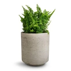 Nephrolepis Exaltata Vitale - Compact Sword Fern -Plant Promotion Store Nephrolepis exaltata Vitale Compact Sword Fern 12x20cm Suzi Plant Pot Grey Washed 15x16.5cm 1749e6f4 d810 474a 9a66 55a4713df40b