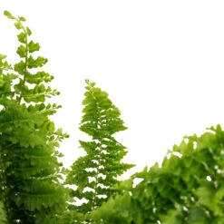 Nephrolepis Exaltata Vitale - Compact Sword Fern -Plant Promotion Store Nephrolepis exaltata Vitale Compact Sword Fern DETAIL 2