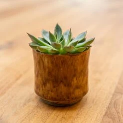 Nolan Plant Pot - Caramel 22 Nolan Plant Pot - Caramel -Plant Promotion Store Nolan Caramel 4