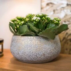 Noor Plant Bowl - Metallic Grey 11 Noor Plant Bowl - Metallic Grey -Plant Promotion Store Noor Plant Bowl Metallic Grey 2