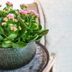 Noor Plant Bowl - Velvet Green -Plant Promotion Store Noor Plant Bowl Velvet Green 1