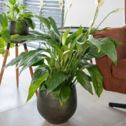 Noor Plant Pot - Velvet Green 38 Noor Plant Pot - Velvet Green -Plant Promotion Store Noor Plant Pot Velvet Green 2