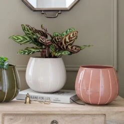 Nova Plant Pot - Rose -Plant Promotion Store Nova Plant Pot Rose 23 x 18cm 6f69093b d56e 46c7 94b7 24c715c1effc