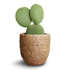 Cody Plant Pot - Straw Grass 27 Cody Plant Pot - Straw Grass -Plant Promotion Store Opuntia microdasys Bunny Ear Cactus 10.5x15cm Cody Plant Pot Straw Grass 3b3d646c 600a 49ac b3eb b6630979e44a