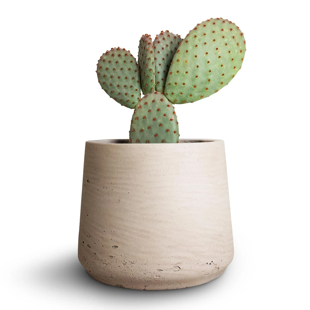 Patt Plant Pot - Grey Washed 20 Patt Plant Pot - Grey Washed - Image 18